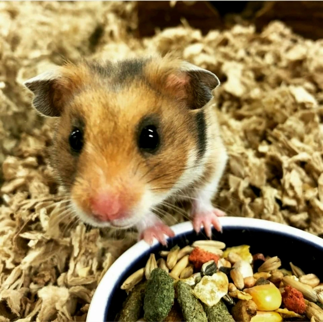 Guldhamsteren – Den populære og charmerende kælehamster